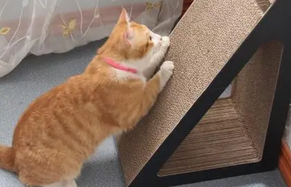 猫抓板的用处是