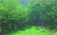 鱼缸增氧水草有哪些