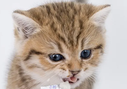 猫咪宠物益生菌哪个牌子好