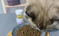 怎么给猫咪吃鱼油