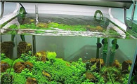 水草在鱼缸里的作用