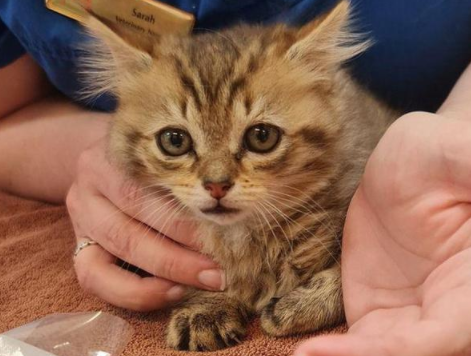 盲猫接受被遗弃在路上的小猫为自己的伙伴