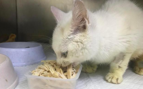 给猫咪煮鸡胸肉后悔死了 给猫咪煮鸡胸肉后悔死了