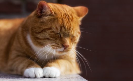 猫咪吃了老鼠药怎么办?这些处理方法教你~ 猫咪吃了老鼠药怎么办?这些处理方法教你~