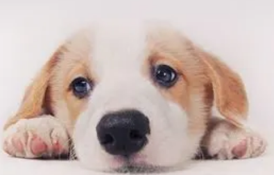 狗狗晚上叫可以封住嘴巴吗?主人需要来看看。 狗狗晚上叫可以封住嘴巴吗?主人需要来看看。