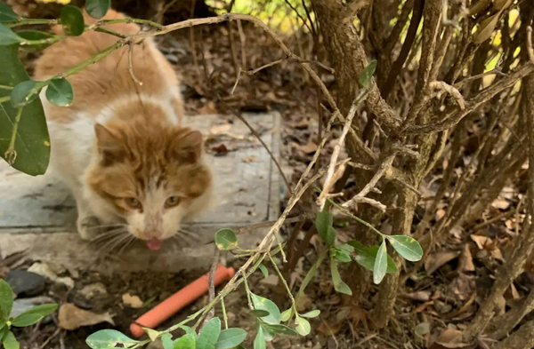 怎样能把流浪猫彻底赶走?本文告诉你 怎样能把流浪猫彻底赶走?本文告诉你