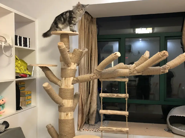 猫爬架有必要吗