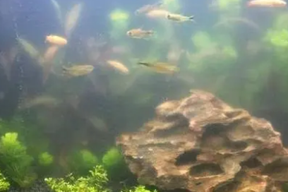 什么能让鱼缸水清晰