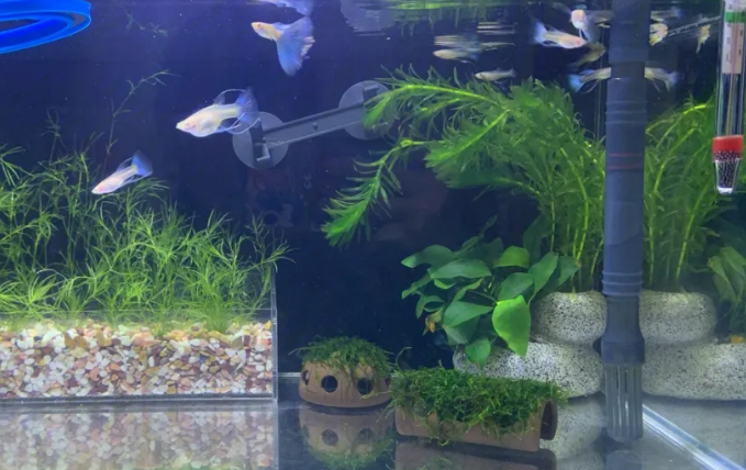 孔雀鱼缸里适合养什么水草