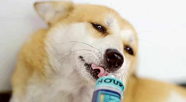 狗吃营养膏有必要么