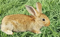 什么是兔草?