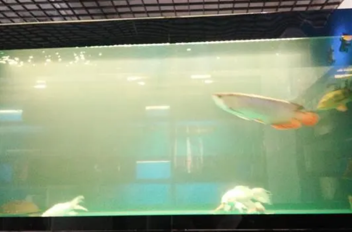 鱼缸雾蒙蒙的水怎么办