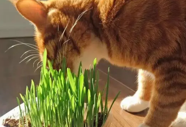 猫草土培方法 猫草土培方法