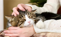 猫咪摸它哪里最舒服