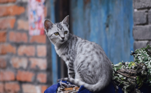 带你了解,猫可以吃胡椒吗? 带你了解,猫可以吃胡椒吗?