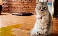 猫咪突然随地大小便怎么回事?有人知道吗?