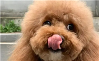 泰迪属于什么犬种？铲屎官快来瞧瞧。