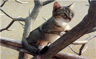 猫上树下不来会挨饿吗?说了你别不信