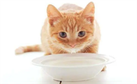 猫咪能喝哪些酸奶