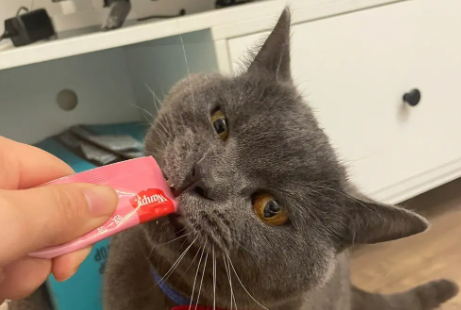 3个月猫可以吃猫条吗