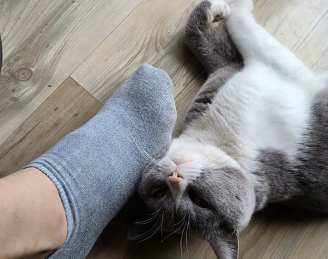 猫猫扑主人脚什么意思？你们真的清楚吗？