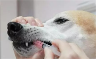 狗狗感冒药一天喂几次