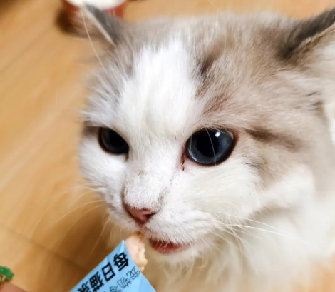 两个月的猫能不能吃猫条