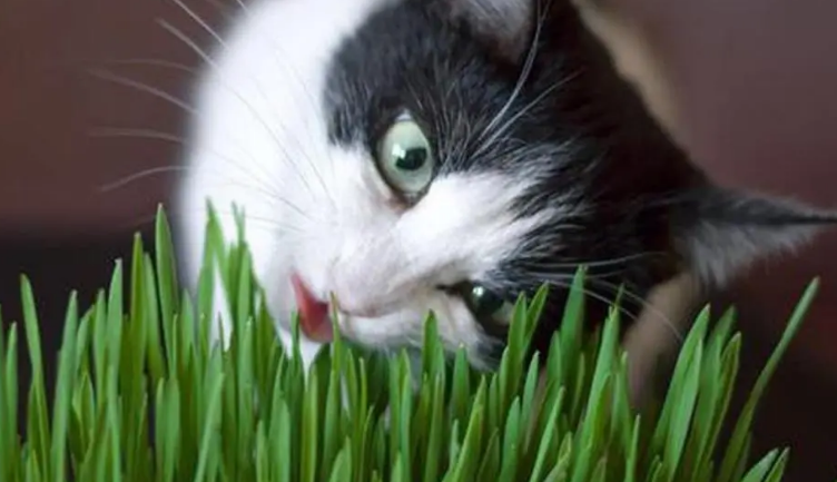 猫草是必须的吗 猫草是必须的吗