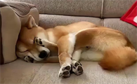 狗狗为什么用前脚捂脸?一文告诉你!