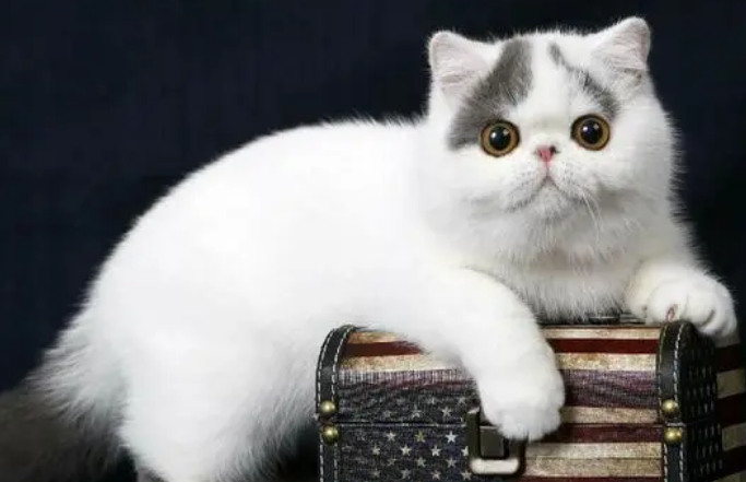 异国短毛猫怎么生产?铲屎官来这里看看吧 异国短毛猫怎么生产?铲屎官来这里看看吧