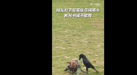 网友拍到现实版“乌鸦喝水” 网友:课本真的没骗我 网友拍到现实版“乌鸦喝水” 网友:课本真的没骗我
