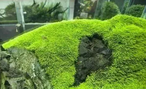 无水开缸适合哪些水草