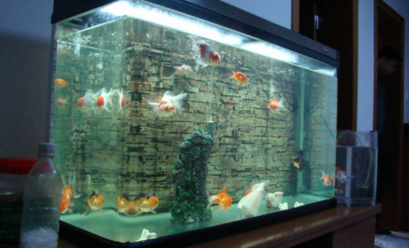 孔雀鱼缸放置什么水草好