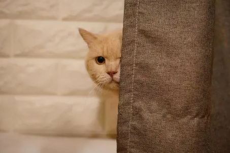 猫为什么喜欢晚上一直盯着主人看?不知道的快看 猫为什么喜欢晚上一直盯着主人看?不知道的快看