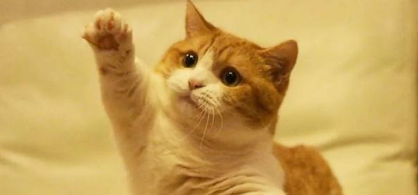 怎么防止猫伸爪子？主人一定要知道！