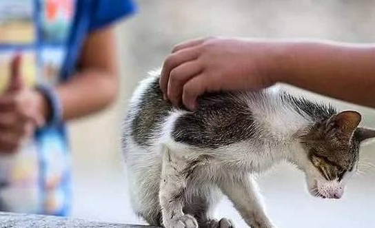养猫的人容易得癌症