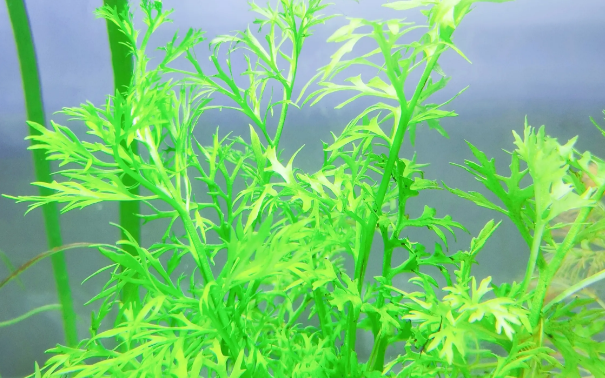 鱼缸放什么水草