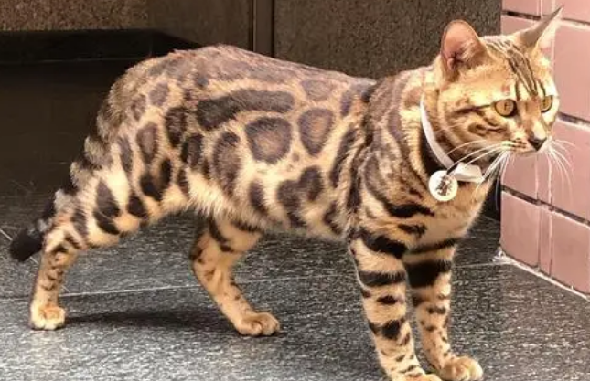 豹纹猫和狸花猫的区别 豹纹猫和狸花猫的区别