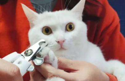 猫咪多久剪指甲