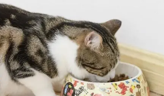 小猫会不会把自己撑死?答案出乎你意料 小猫会不会把自己撑死?答案出乎你意料