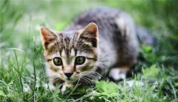猫总吐怎么回事？大致有四种情况
