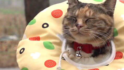 橘猫偷盗上千只手套,得知真相后网友感动落泪! 橘猫偷盗上千只手套,得知真相后网友感动落泪!