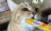 猫咪猫条一天吃多少
