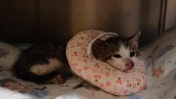 可爱小猫躲在石缝里,被救下后特别粘人 可爱小猫躲在石缝里,被救下后特别粘人