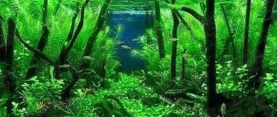 新手水草缸养什么草好 新手水草缸养什么草好