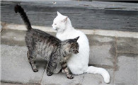 母猫闹猫的表现，主人要提前了解！
