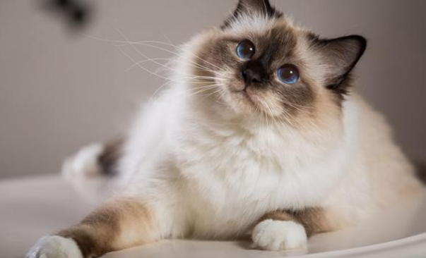 巴厘猫脱水怎么办?发现症状怎么做? 巴厘猫脱水怎么办?发现症状怎么做?