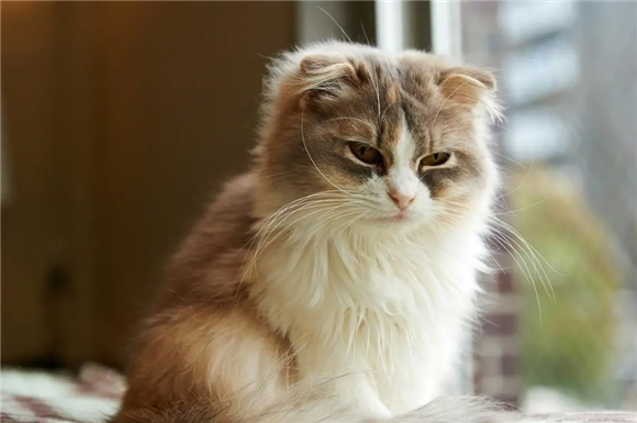猫为什么叫狸奴，猫主子历史大揭秘！
