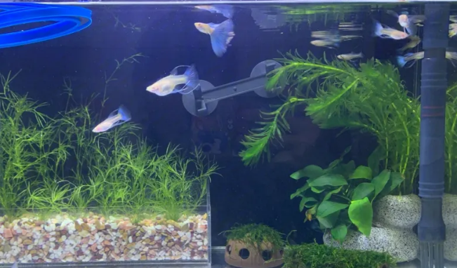 孔雀鱼鱼缸里的水浑浊怎么办
