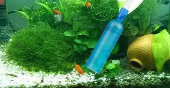 如何让鱼缸水变清